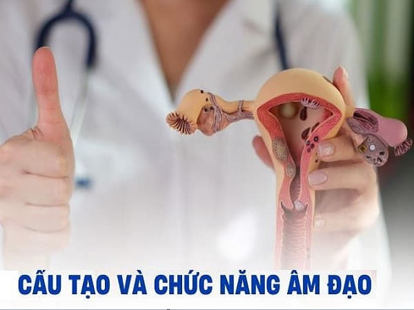 Cấu tạo của âm đạo