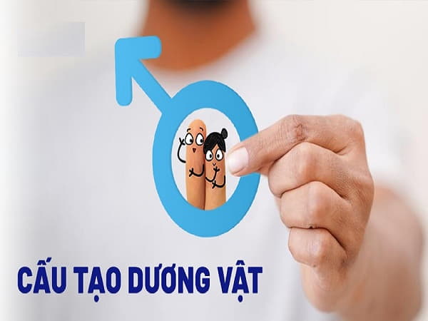 Cấu tạo của dương vật