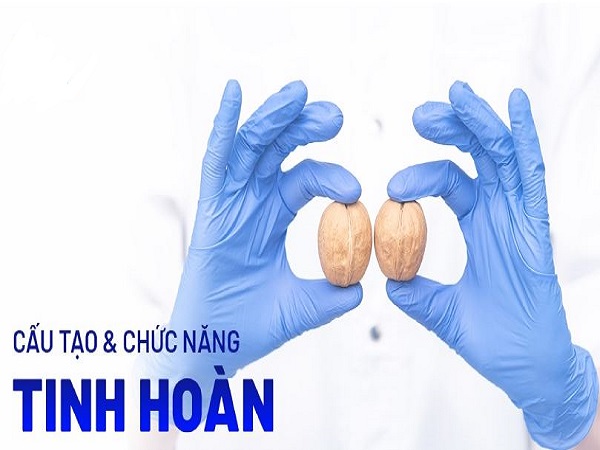 Cấu tạo và chức năng của tinh hoàn