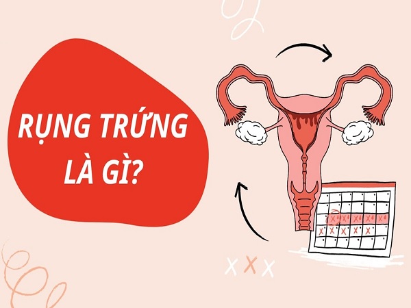 Rụng trứng là gì?